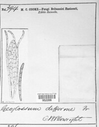 Geoglossum difforme image